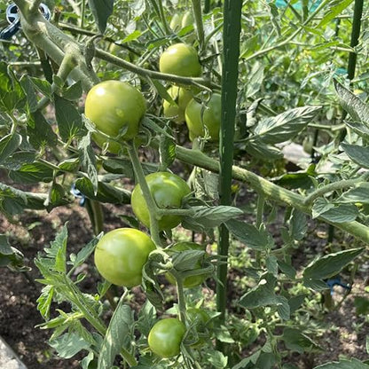 Garden Stakes, 48 Inch 4Ft Steel Tomato Plant Stakes, 20 Pack - size: 48 Inch-20 Pack