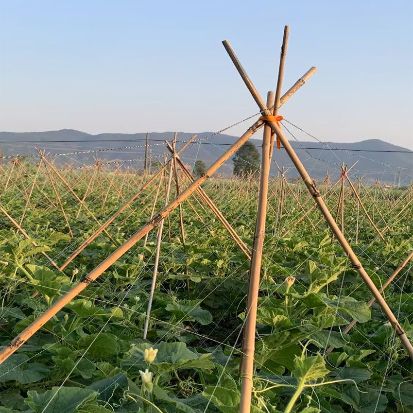 Bamboo Stakes,6Feet,50Pcs,Plant Bamboo Post,GUANGYE,Bamboo Garden Stakes - size: 6Ft,50Pack