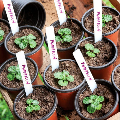 TDHDIKE 4" Small Plastic Plant Pots with 200 Red Seed Starting Pots for Indoor and Outdoor Planting - size: 4inch200