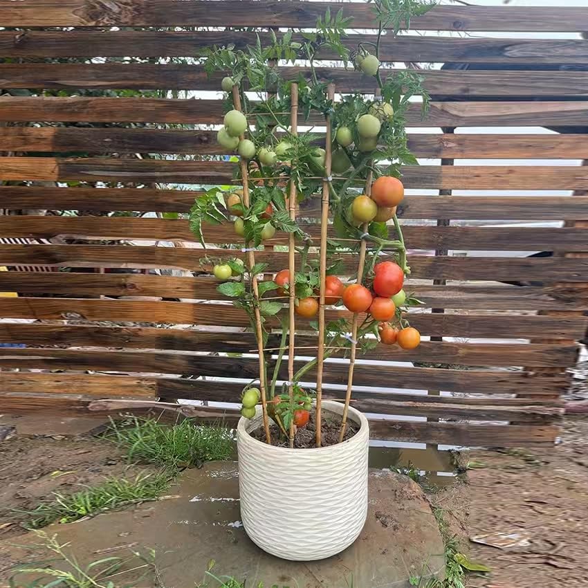 Natural BambooTrellis,4.8Feet,3Pack,GUANGYE,Fan-Shaped Plant SupportTrellis - style: 4.8Feet,3Pack