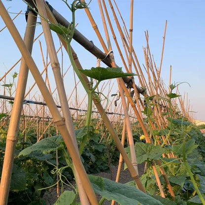 Bamboo Stakes,4Feet,65Pcs,Plant Bamboo Post,GUANGYE,Bamboo Garden Stakes - size: 4Ft,65Pack
